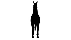240x135 Black Silhouette Of A Walking Horse. Alpha Channel. 4k. ~ Clip