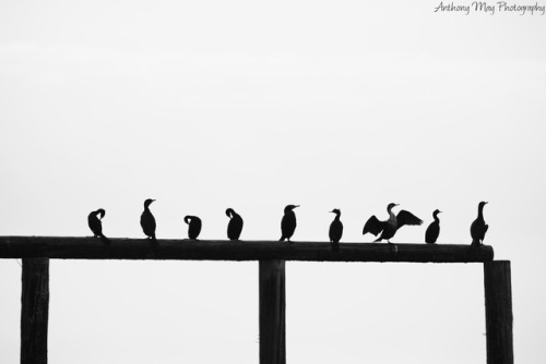 500x334 Animals Of Washington State Tumblr