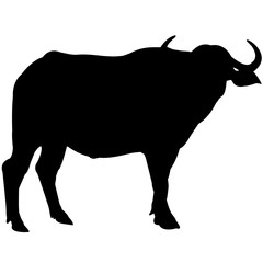 240x240 Water Buffalo Photos, Royalty Free Images, Graphics, Vectors