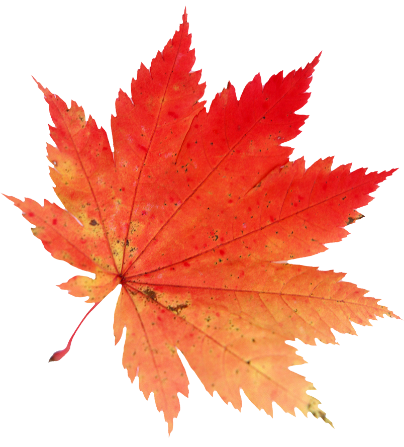 804x889 Pin By Sarka Barakova On Clip Leaves, Autumn