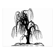216x216 Silhouette Of A Willow Tree Cards