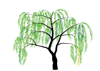 339x240 Weeping Willow Photos, Royalty Free Images, Graphics, Vectors
