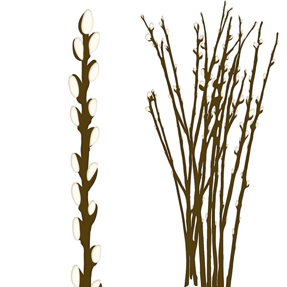 570x570 Willow Tree Silhouette Clipart