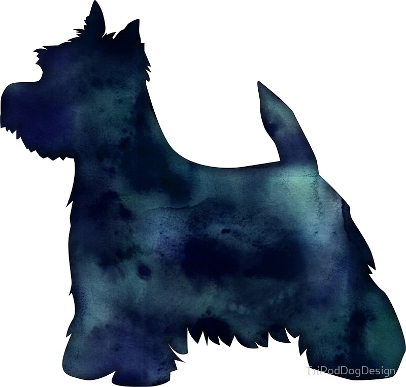 800x762 West Highland White Terrier