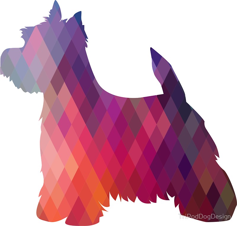 800x762 West Highland White Terrier