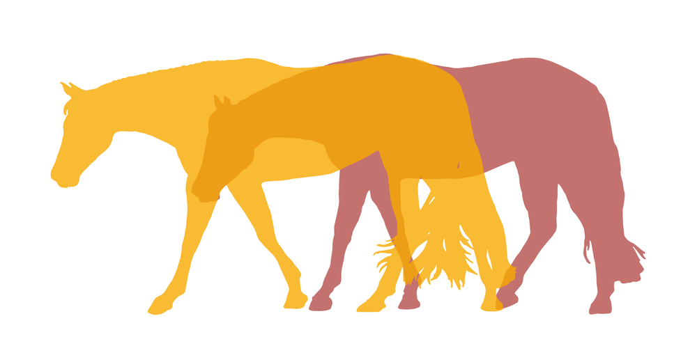 1000x520 Moving Forward In Western Pleasure Whuk