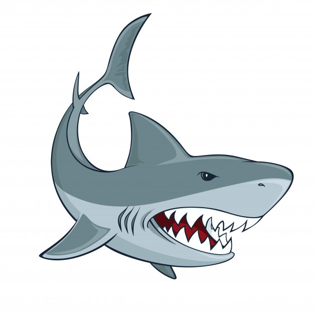 626x626 Shark Vectors, Photos And Psd Files Free Download