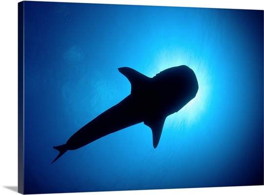 540x399 Silhouette Of Whale Shark