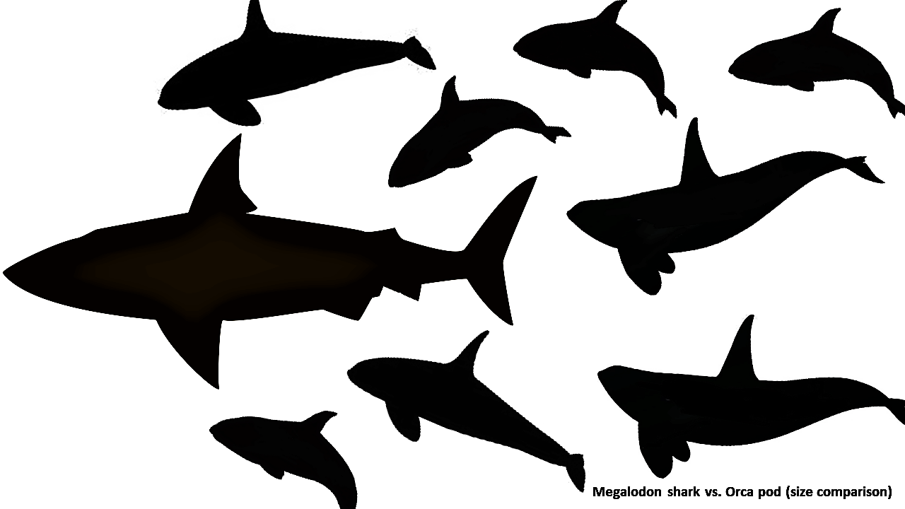 1280x720 Megalodon Versus Killer Whale Who Would Win By Max Hawthorne