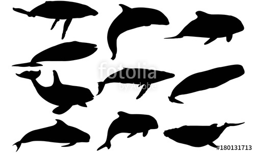 500x300 Whale Silhouette Vector Graphics Stock Image And Royalty Free