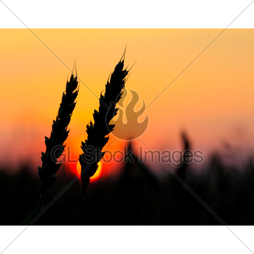 500x500 Wheat Silhouette Gl Stock Images