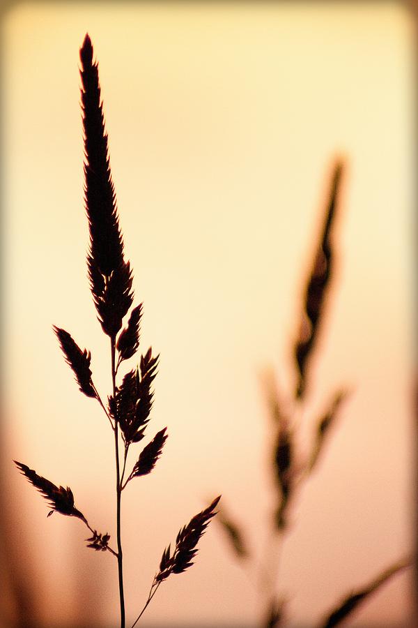600x900 Wild Wheat Silhouette