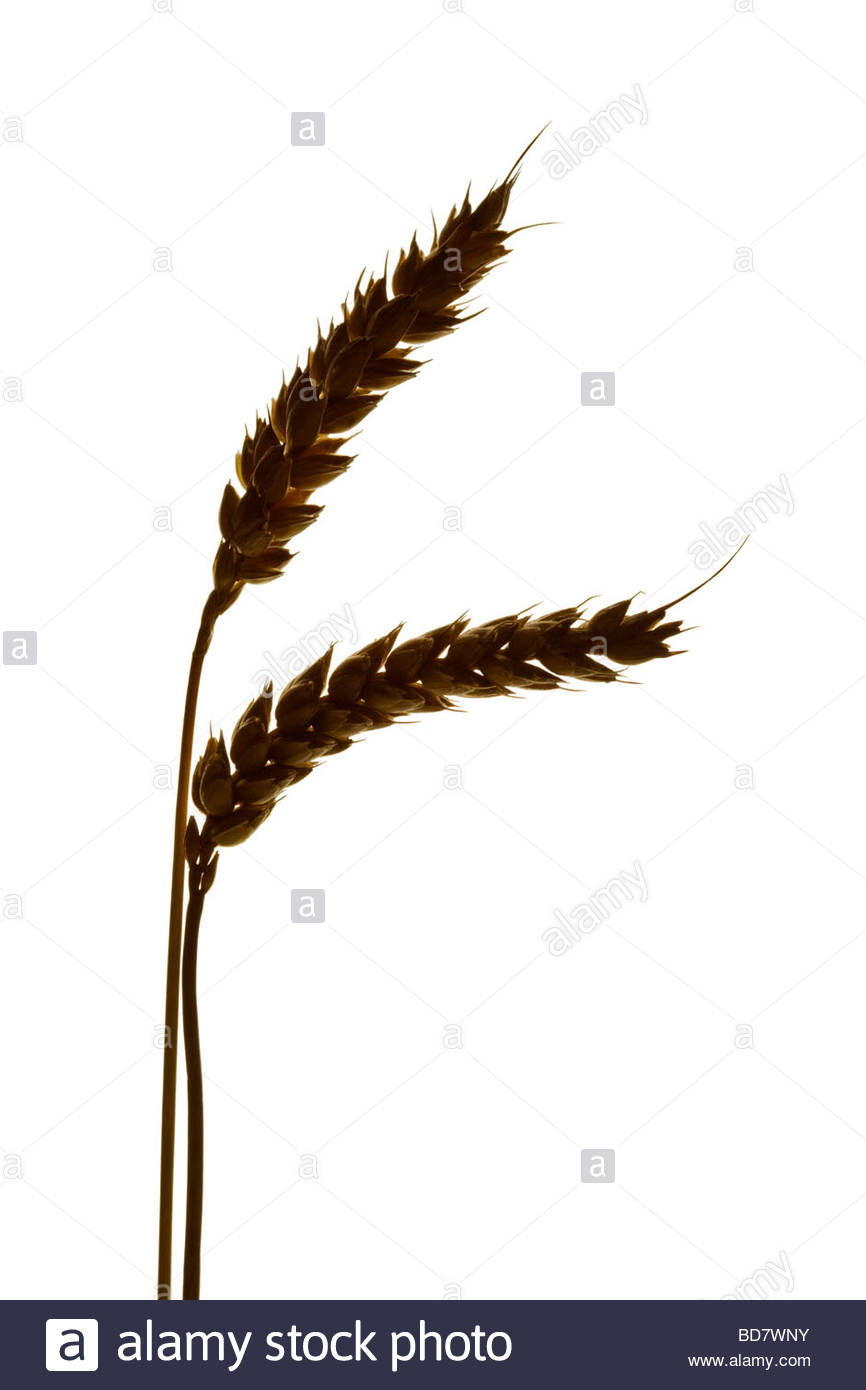 866x1390 Ears Silhouette Stock Photos Amp Ears Silhouette Stock Images