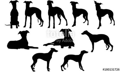 500x300 Whippet Silhouette Vector Graphics Stock Image And Royalty Free