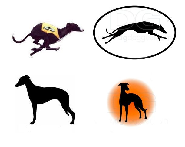 611x488 Whippet Silhouettes Sighthounds Whippets, Dog