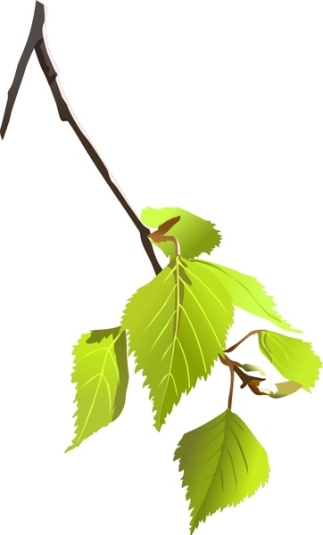 362x600 Birch Tree Svg Free Vector Download (89,287 Free Vector)