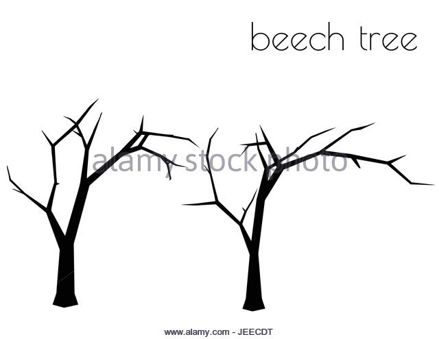 640x495 Beech Tree Silhouette Stock Photos Amp Beech Tree Silhouette Stock