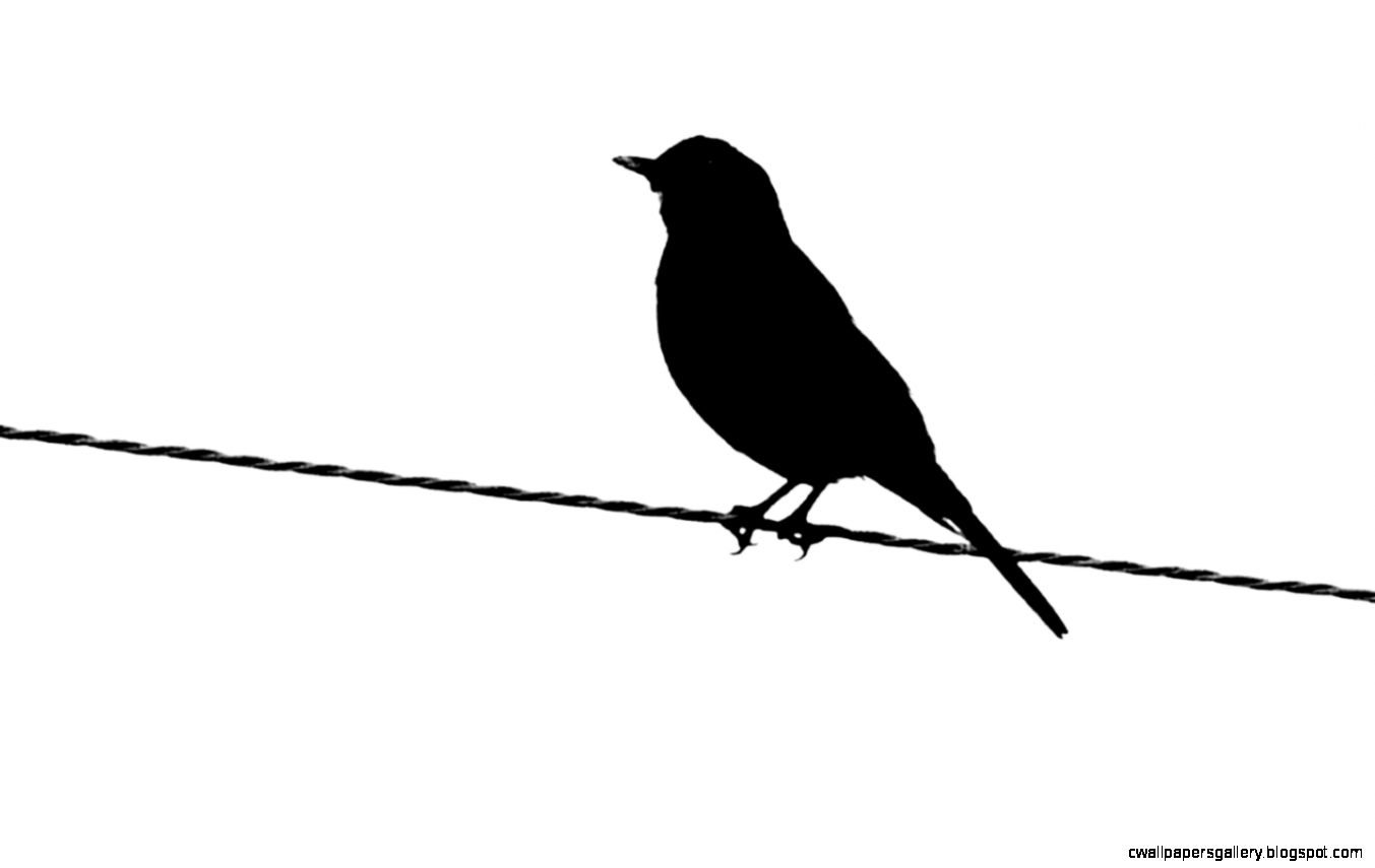 1353x855 Flying Bird Silhouette Wallpaper Wallpapers Gallery