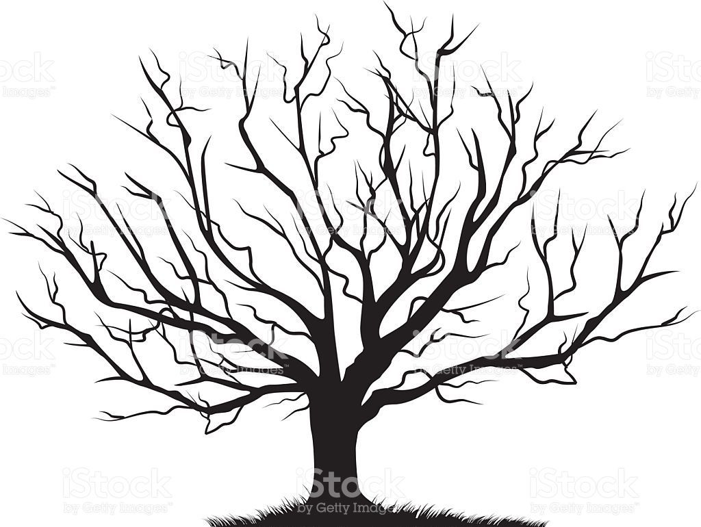 1024x770 Bare Old Dry Dead Tree Silhouette Without Leaf Vector Oak Crown