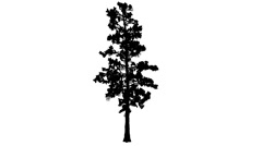 240x134 Douglas Fir Tall Tree In Winter Silhouette Animated Tree Is