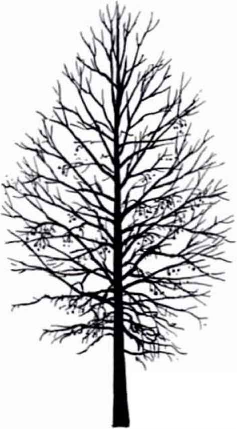 473x857 Tree Silhouettes