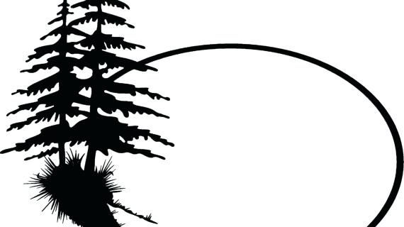 570x320 Simple Pine Tree Drawing Black And White Pine Tree Outline Sayings