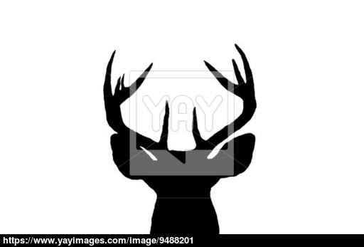 512x347 Whitetail Deer Buck Silhouette Image