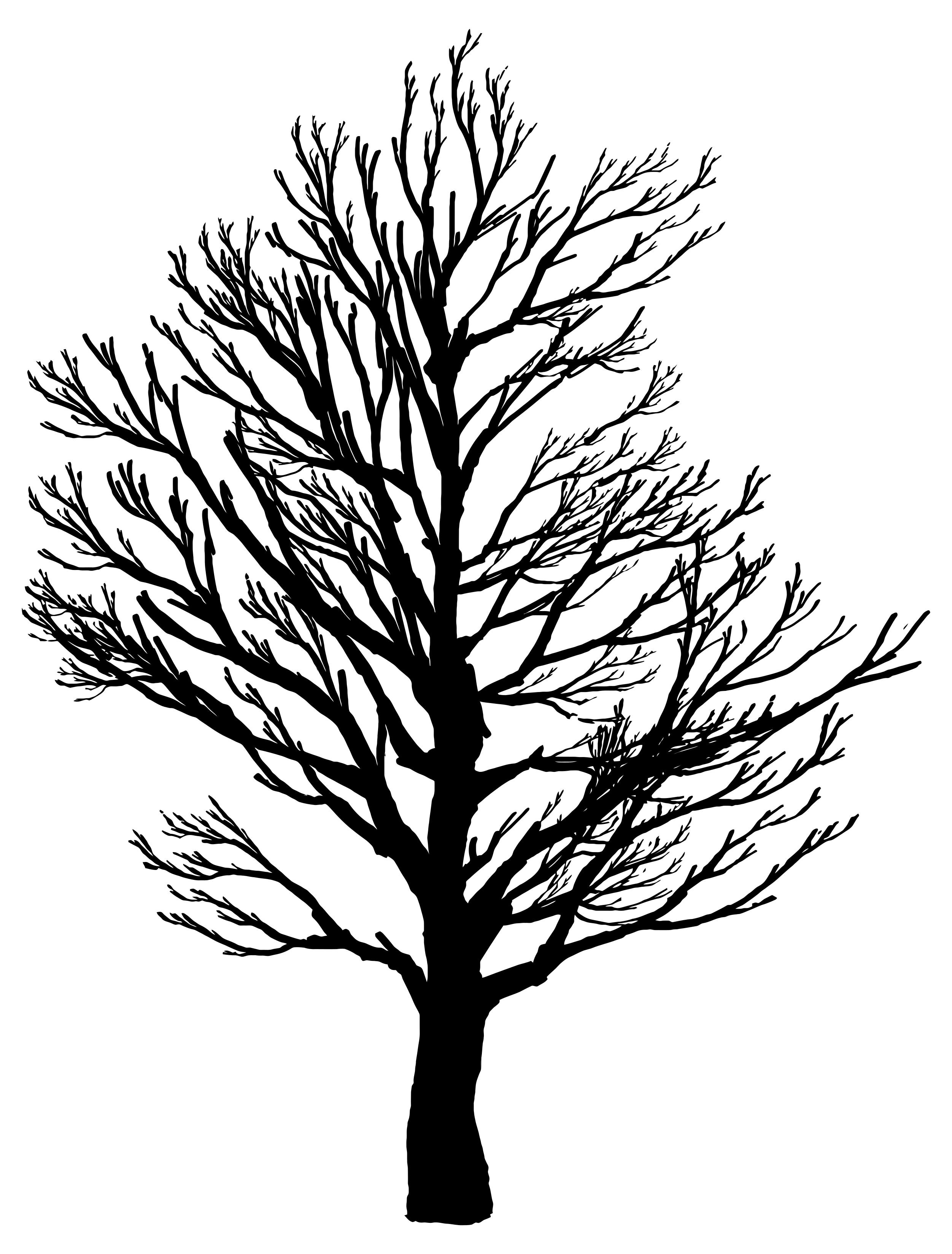 2503x3298 Barren Tree Silhouette 2 Clipart