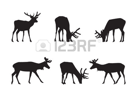 450x300 Whitetail Deer Clipart