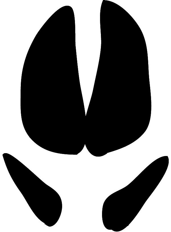 600x812 Wild Boar Or Wild Pig (Sus Scrofa) Is A Species Of The Pig Genus