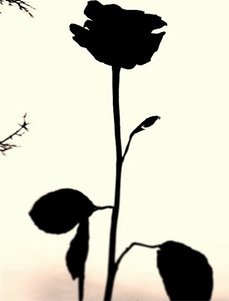 467x612 Timberwolf Photography Project