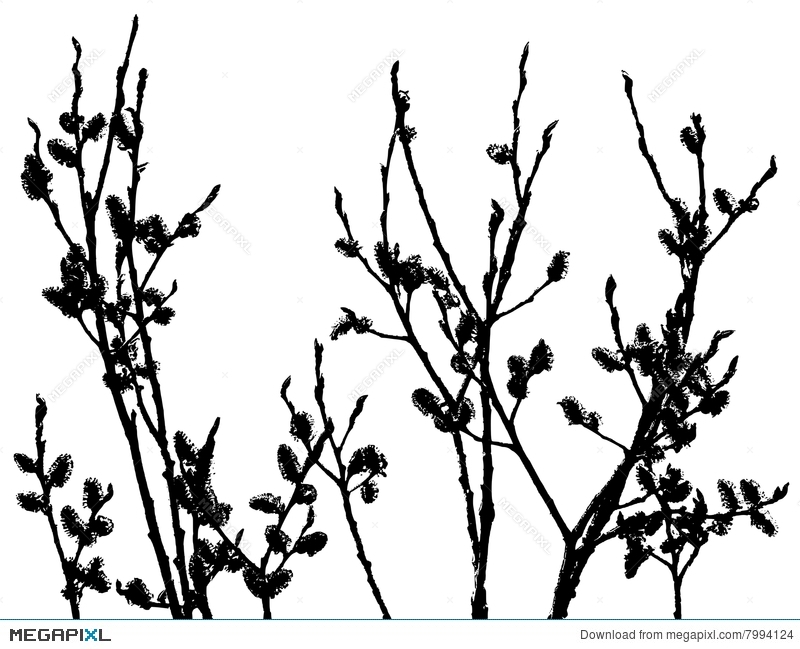 800x649 Pussy Willow Silhouette Illustration 7994124