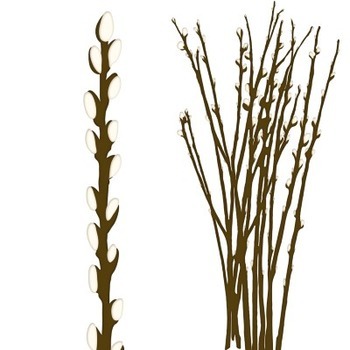 350x350 Willow Tree Branches Clip Art, Catkins, Spring, Easter, Pussywillow