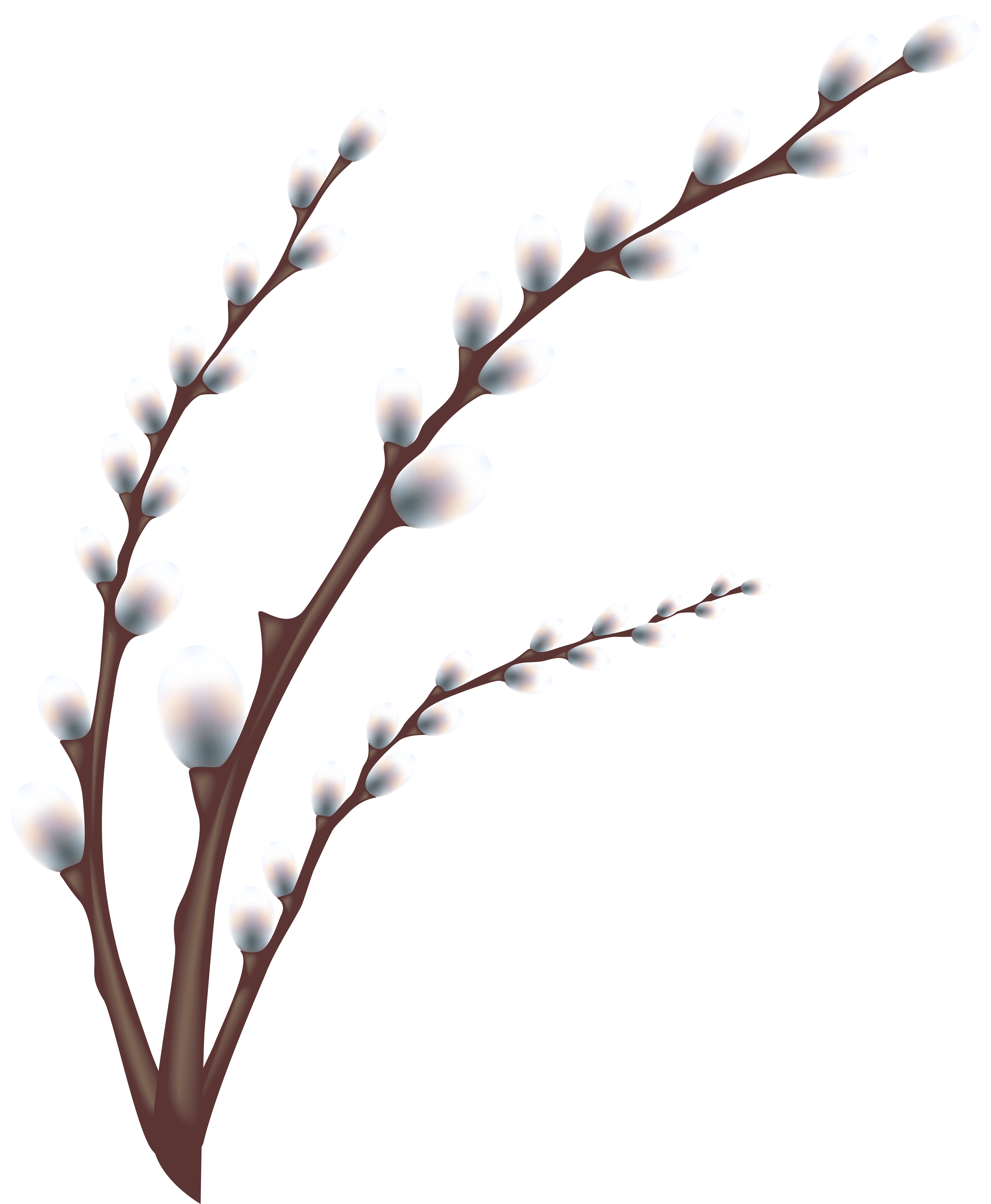 4940x6000 Easter Willow Tree Branch Transparent Png Clip Art Image