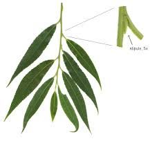 243x207 Image Result For Willow Tree Leaf Forest Tree Leaves