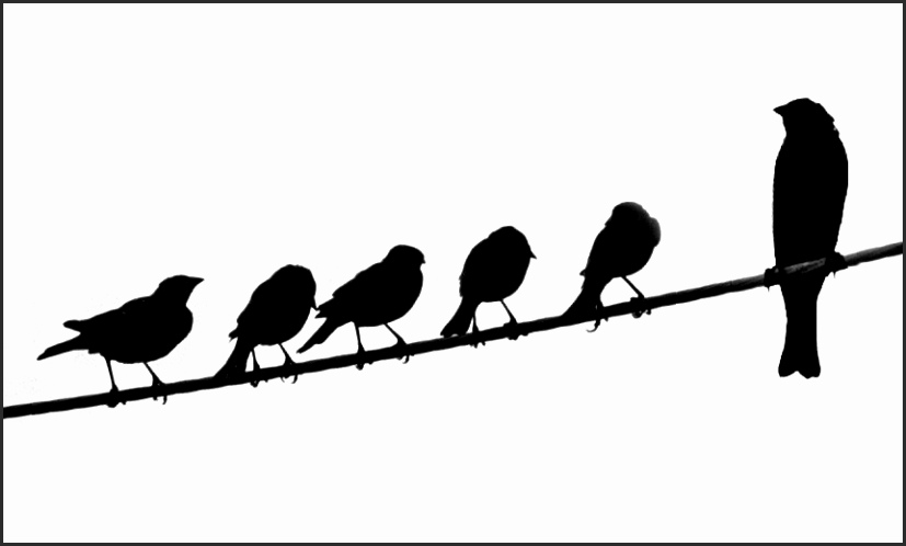827x498 Silhouette Of Birds On Wire Suado Elegant Silhouette Birds