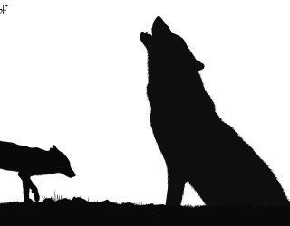 320x250 Wolf 55 Photoshop Free Brushes Download 123freebrushes