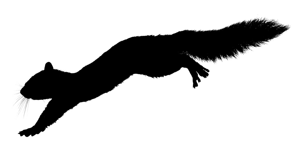 1024x488 Silhouette Clipart Running Squirrel