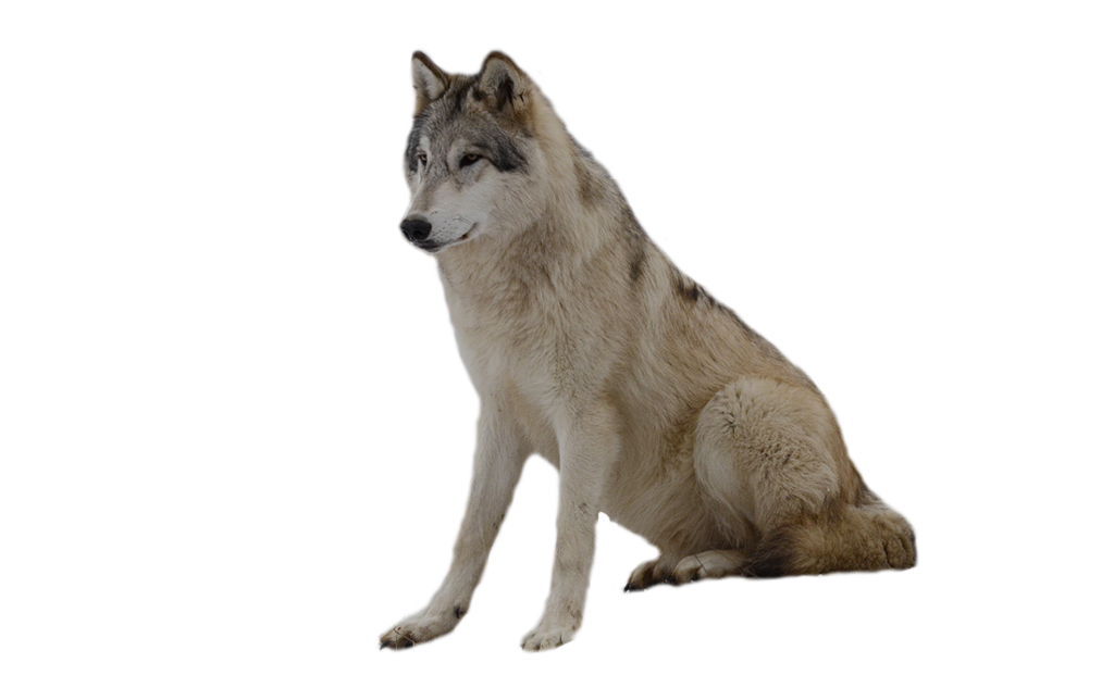 1024x621 Wolf Clipart Transparent Background