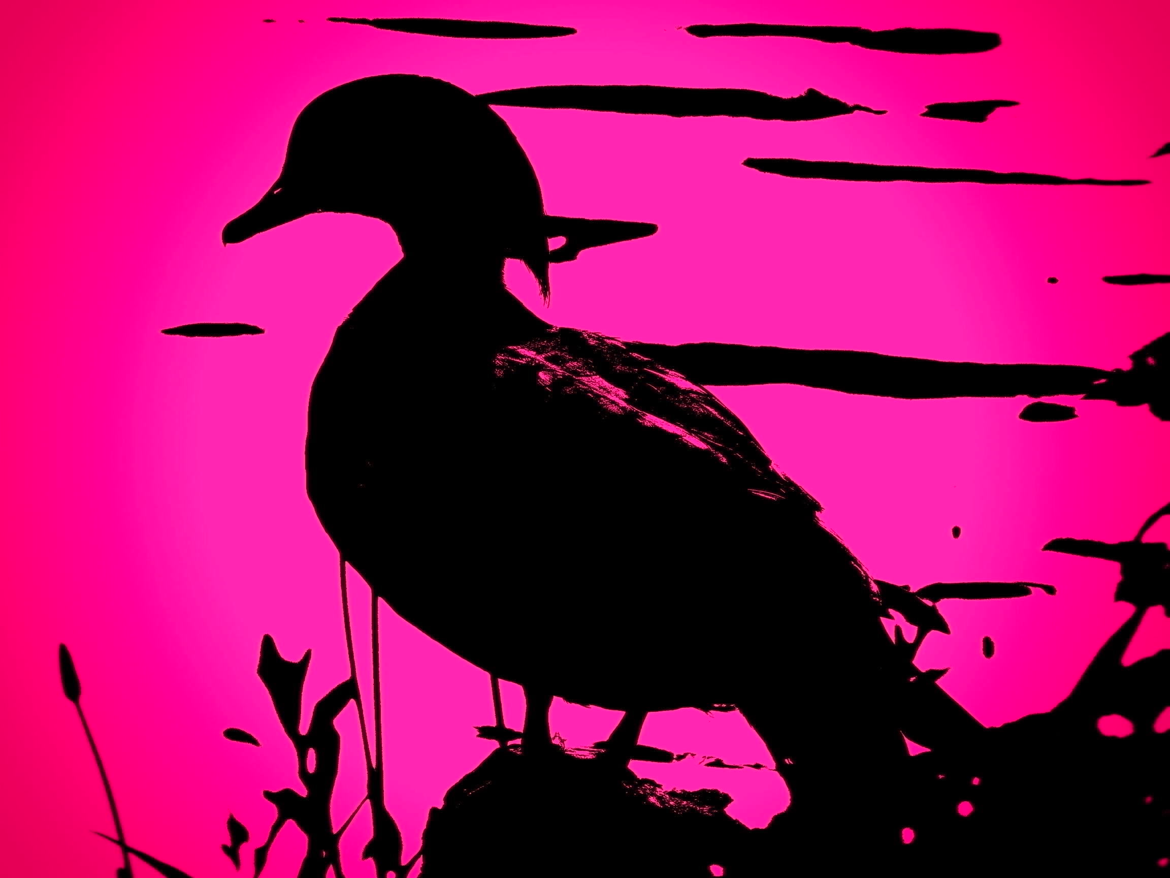 2304x1728 Silhouette Of A Wood Duck Or Carolina Duck (Aix Sponsa) Wildlife