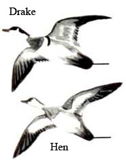 185x237 Wood Duck Flyways.us