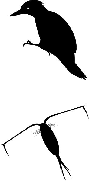 294x595 Woodpecker Silhoutte Clip Art