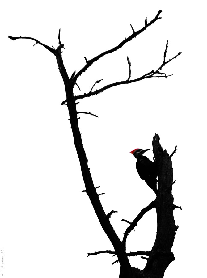 670x900 Woodpecker Silhouette To View Larger Click The Photo