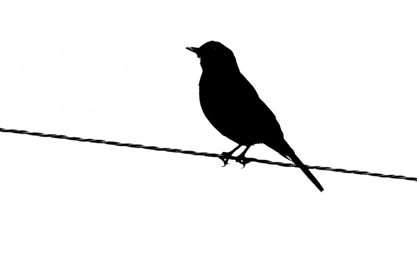 1440x900 High Quality Bird Silhouette Wallpaper Full Hd Pictures