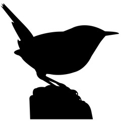 240x240 Search Photos Wren