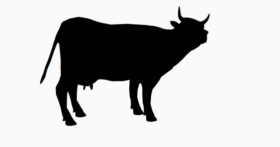 910x480 Yak Lying On The Grass, 4k Stock Footage Video 12027146 Shutterstock