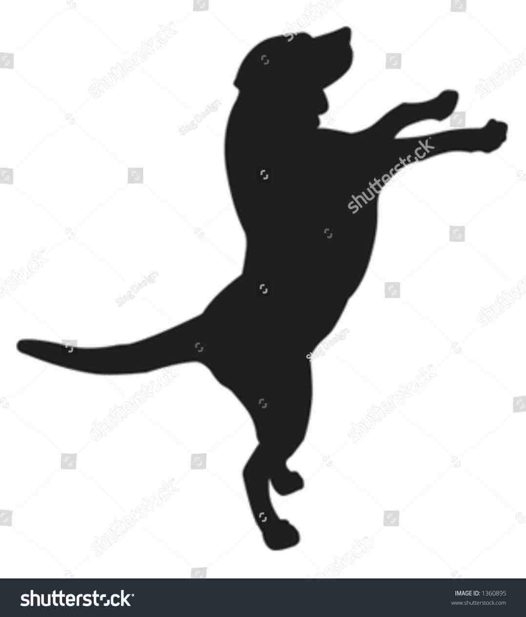1078x1264 Golden Retriever Jumping Silhouette Animalsee.club