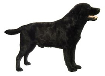 350x253 Labrador Decals Police K9, Military K9 And Schutzhund Working Dog