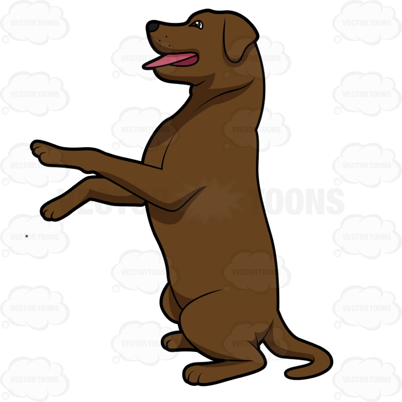 800x800 Chocolate Labrador Clipart