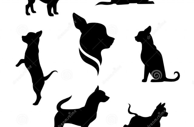 640x420 Tag For Yorkie Dog Muffin O Chihuahua El Nuevo Meme Que Triunfa